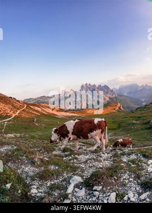 Cows grazing alpine pasture in dolomites mountains at sunset Stock Photo