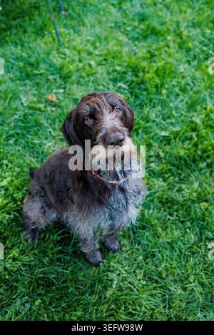 A German Wirehaired Pointer is sitting on green grass and looking up attentively. The scene is set in a park during the afternoon light. The dog appea Stock Photo