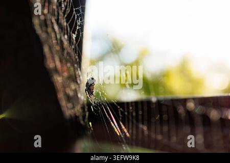 A spider web can be seen in the early morning light with a spider positioned on it. Dew drops shine on the web as sunlight filters through leaves near Stock Photo