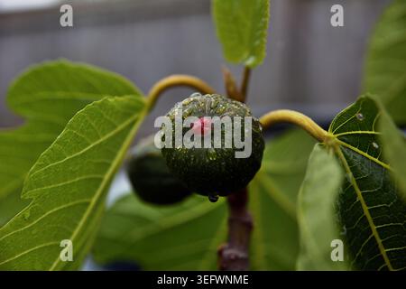 Close-Up Green Fig With Water Droplets on Fig Tree Branch in Garden Stock Photo