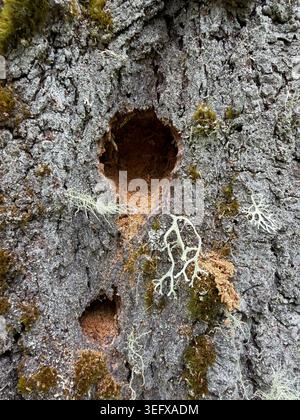 Holes in the trunk of a tree covered in moss and lichen. Stock Photo