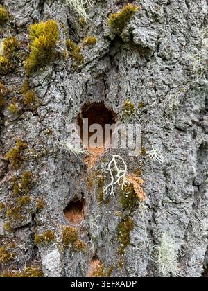 Holes in the trunk of a tree covered in moss and lichen. Stock Photo