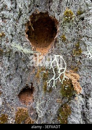 Holes in the trunk of a tree covered in moss and lichen. Stock Photo