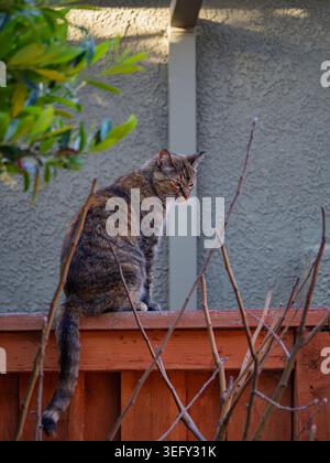 A brown tabby cat sits calmly atop a reddish-brown wooden fence, looking down attentively Stock Photo