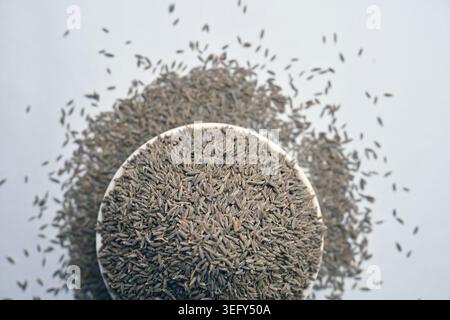Cumin Seeds in Bowl Top View with Blurred Background Macro Shot Stock Photo