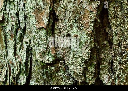 Pine Tree Bark Texture with Green Moss Close Up, Natural Forest Background Stock Photo