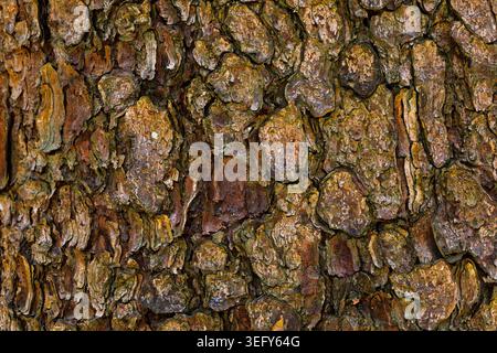 Pine Tree Bark Texture Close Up, Natural Forest Background Stock Photo