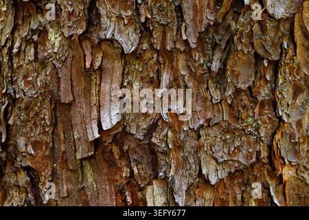 Pine Tree Bark Texture Close Up, Natural Forest Background Stock Photo