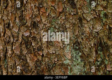 Pine Tree Bark Texture with Green Moss Close Up, Natural Forest Background Stock Photo