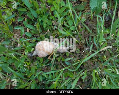 A Roman snail (Helix pomatia) crawling through wet green grass and clover leaves, refreshed by rain on an overcast spring day. Stock Photo