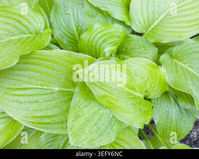 A top view close-up of vibrant lime green hosta leaves covered with fresh raindrops in a rain-refreshed spring garden under soft light. Stock Photo