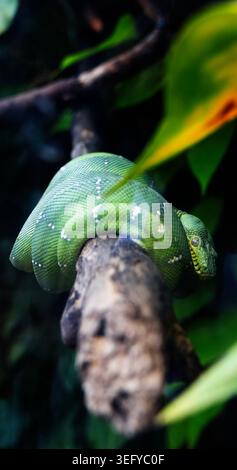 Vibrant green tree python coiled tightly on a thick brown branch. White scales dot its emerald skin. Dark, lush foliage blurs in background. Vertical. Stock Photo