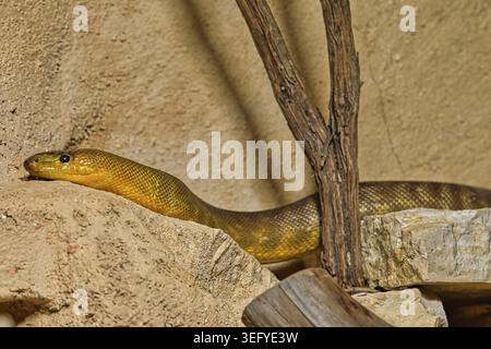 A yellow snake resting on sandy ground next to branches and rocks, Woma python, (Aspidites ramsayi), Australia, semi-deserts, bushland, grassy steppes Stock Photo