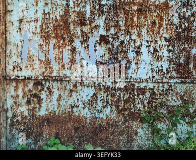 Close-up of a weathered blue and rusted metal wall, with peeling turquoise paint, mottled brown rust, and sparse green vegetation at the base, capture Stock Photo