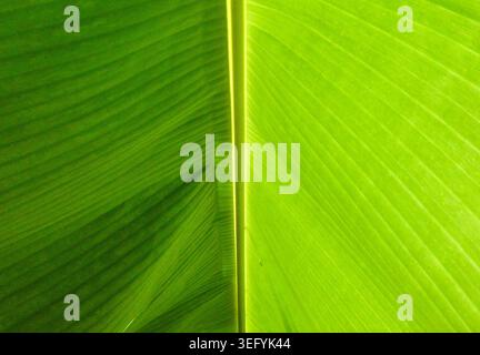 Macro shot of a banana leaf split along the central midrib, revealing vibrant emerald greens, fine parallel veins, and sunlit surface textures with na Stock Photo
