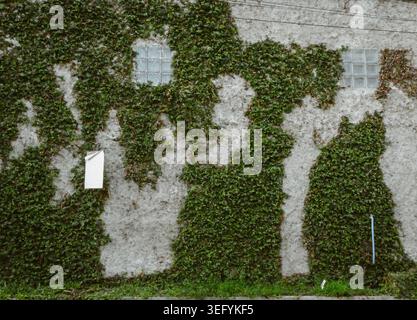 A textured grey stone wall partially covered by dense green climbing vines. Glass blocks are embedded in the wall, with scattered debris near the base Stock Photo