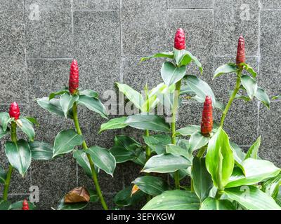 Vibrant red ginger lily flowers blooming with lush green foliage against a grey tiled stone wall. The contrast between the organic red plants and the Stock Photo