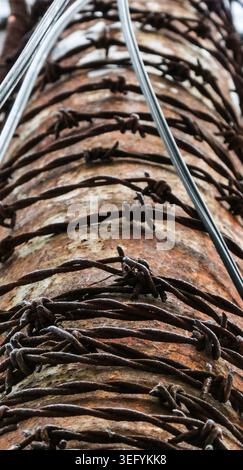 A close up vertical shot of rusted, coiled barbed wire wrapped securely around an aged, textured wooden utility pole, highlighting industrial decay an Stock Photo