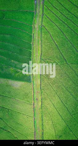 Aerial view of vibrant green rice paddies and agricultural fields ...
