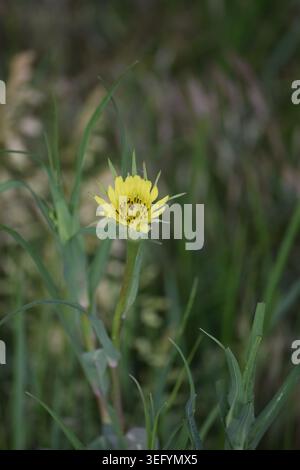 Giant Dandelion Blossom in the middle of the Meadow Stock Photo