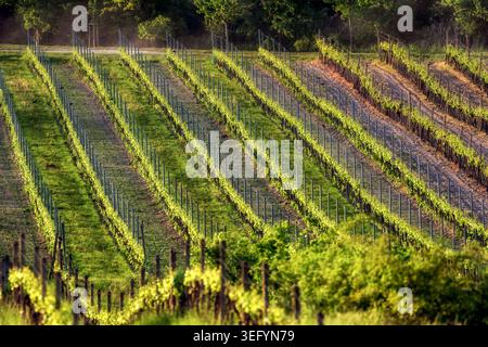 Abstract view of spring vineyard near Modra featuring repeating green rows and geometric agricultural patterns. Sunlit wine landscape in the Little Ca Stock Photo