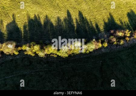 Top down drone view of green spring meadow with long shadows of trees and blooming bushes. Abstract natural background with sunlight, patterns and sea Stock Photo