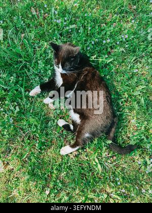 Top view of a black and white tuxedo cat resting peacefully in lush green grass with small wildflowers on a sunny spring day. Natural outdoor pet life Stock Photo