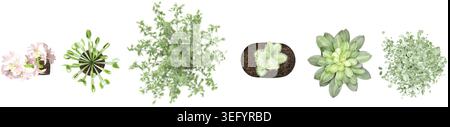 3d illustration of a collection of Myrtle,cactus semi,venus flytrap,bruno lily plants in pots, perfect for digital composition and architecture visual Stock Vector