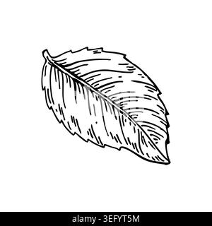 Pear leaves detailed ink drawing. Botanical black and white graphic sketch, elegant line art. Engraved style illustration of lush foliage, fine line w Stock Vector