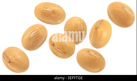 Soybean seeds isolated on white background with clipping path, copy space Stock Photo