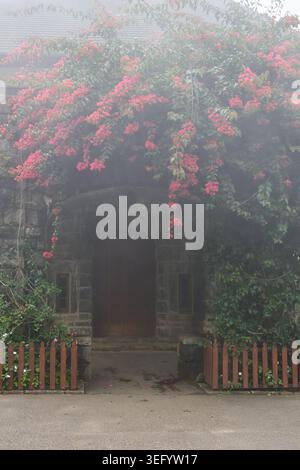 stone building entrance with pink bougainvillea on fog or mist, green climbing foliage with low wooden picket fence, romantic cottage garden path Stock Photo