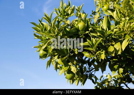 A close‑up of a citrus tree branch with several unripe green oranges surrounded by glossy leaves Stock Photo