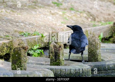 Carrion Crow (Corvus corone) standing by the side of a lake looking to the side in late Spring in England, UK. Stock Photo
