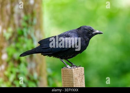 A Carrion Crow (Corvus corone) perched on a post in late Spring in England, UK. Stock Photo