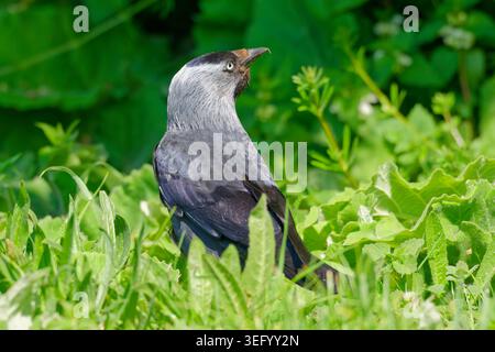 Adult Jackdaw (Corvus monedula) bird standing on grass, looking round, in Spring, Southern England, UK. Stock Photo