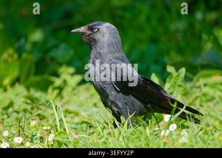 Adult Jackdaw (Corvus monedula) bird standing on grass in Spring, Southern England, UK. Stock Photo