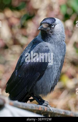 Adult Jackdaw bird (Corvus monedula) perched on a fence looking round in Spring, Southern England, UK. Portrait view. Stock Photo