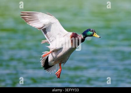 Drake Mallard duck (Anas platyrhynchos) flying over water with wings out and back, coming in to land in Spring, Southern England, UK. Stock Photo