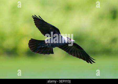 Adult Jackdaw (Corvus monedula) bird in flight against green background in Spring, Southern England, UK. Stock Photo