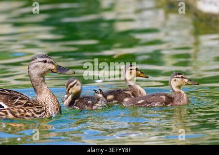 Baby Mallard ducklings (Anas platyrhynchos) swimming in water in Spring, in England, UK. Stock Photo