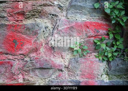 Stone wall with visible weathering and reddish paint remnants. Stones vary in size and are set with mortar, displaying a rough texture. Vines with gre Stock Photo