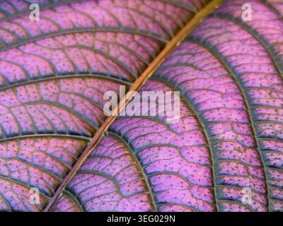 Closeup of vibrant purple leaf veins with textured surface, suitable for background or nature theme. Mobile photo Stock Photo