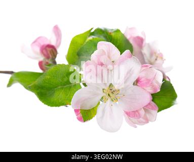 Spring apple blossom isolated on white background. Branch of flowering apple tree with pink and white flowers and green leaves. Clipping path Stock Photo