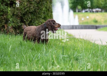 Side view profile of a beautiful brown English Cocker Spaniel dog standing in lush green grass on a sunny summer day, with a blurred city park fountai Stock Photo
