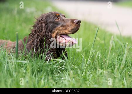 Close-up profile portrait of a brown English Cocker Spaniel lying down in thick green grass, looking up with its mouth open and tongue out on a hot da Stock Photo