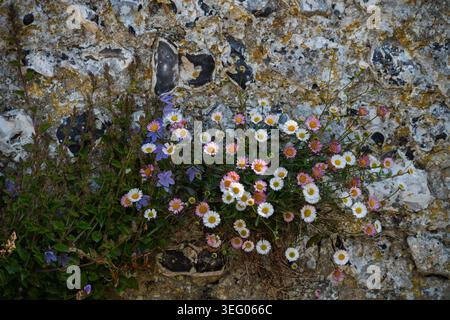 Serbian bellfowers and Mexican fleabane growing on a flint wall in early May Stock Photo