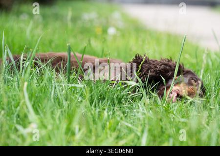 Side view of a brown English Cocker Spaniel dog lying completely flat and resting in tall green grass on a bright summer day. Stock Photo