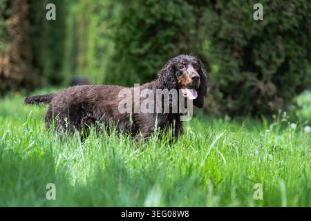 Full-length shot of a brown English Cocker Spaniel dog standing in tall green grass, panting with its tongue out on a sunny day. Stock Photo