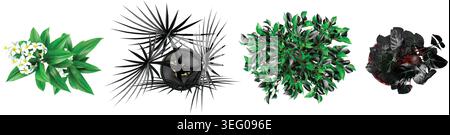 3d illustration of a collection of Weeping fig,Bismarck palm,frangipani plants in pots, perfect for digital composition and architecture visualization Stock Vector