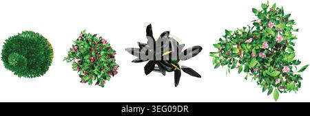 Plant in pot.paradise flower,Bougainvillea bonsai,Green moss wall plants isolated on white background from top view Stock Vector